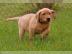 Sehr sch�ne Labradorwelpen mit PapierenL