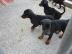 Wundersch?ne Dobermann Welpen