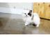 Sch�ne Boxerwelpen 12 Wochen. 
