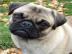 Wundersch�ne Mops Welpen Beige und schwa