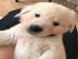 Atemberaubende Golden Retriever Welpen f
