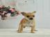 Mini Chihuahua Welpen 12 Wochen alt Gech
