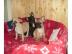 Franz�sische Bulldoggenwelpen mit Ahnent