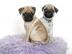 Mops welpen- 9 Wochen- wunderh�bsch