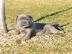 Reinrassige Cane Carso Welpen suchen ein