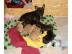 Franz�sische Bulldoggen Welpen mit Papi