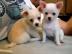 wundersch�ne Chihuahua-Welpen mit Stammb