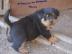 Reinrassige Rottweiler R�den