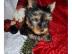 Yorkshire Terrier Welpen black and tan