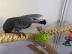 Graupapageien (+447428810940 )Diese V�ge