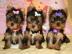 Reinrassige Yorkshire Terrier