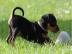Zwergpinscher Welpen 2 H�ndinnen und 2