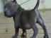 Amerikanische Pitbull-Welpen sind jetzt