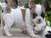 Franz�sische Bulldoggen,Welpen mit Papie
