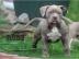 American Pitbull Blueline Welpen / Blue