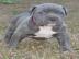 Zuckers��e Exclusive Reinrassige Blueli