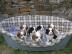 Cavalier King Charles Welpen