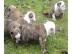 Engl-Bulldoggen Welpen in Choco