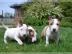 Miniatur-Bullterrier