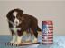 Australian Shepherd Welpen mit ASCA Papi
