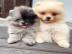 MINI Pomeranian Welpen. 