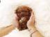 MINI-Pudelwelpen, m�nnlich und weiblich