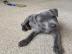 S??er und verspielter Pitbull zur Adopti