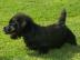 Scottish Terrier sehr sch�ne scottische