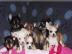 Wundersch�ne Chihuahua Welpen m�nnlich u