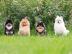 Pomeranian Welpen WhatsApp +34631013227