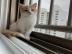 Baby kitten mit papieren