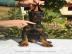 Dobermann welpen