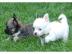 Chihuahua Langhaar Welpen (VDH)