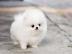 Typvolle Zwergspitz Pomeranian Welpen mi