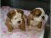 Englische Bulldogge Welpe triple carrier