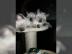 Siam Baby Kitten Babys K�tzchen Siambaby