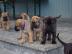 Reinrassige Bullmastiff Welpen mit Ahnen
