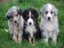 Australian Shepherd Welpen whatsapp Numm