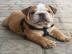 Sweet puppies for re-homing