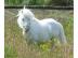 Mini Apaloosa  Pferd m�nnlichen und weib
