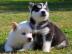 2 Sibirische Husky in liebevolle H�nde a