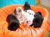 Mops Welpen 9 Wochen alt suchen ein neue