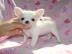 Mini chihuahua welpen (weibchen/ r�den)