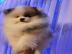 Fantastisch sch?ne Pomeranian Welpen