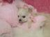 bezaubernd Chihuahua Welpen f�r die Anna