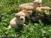 Golden Retriever Welpen mit papieren wha