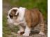 Reinrassige-Englische Bulldogge Welpen