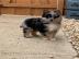 Sch�ne und super anziehbare Pomsky Welp