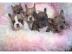 Reinrassige Franz?sische Bulldogge welpe
