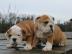 Englische Bulldoggen